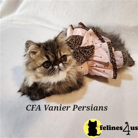 Vanierpersians Picture 2